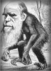 Caricature de Charles Darwin